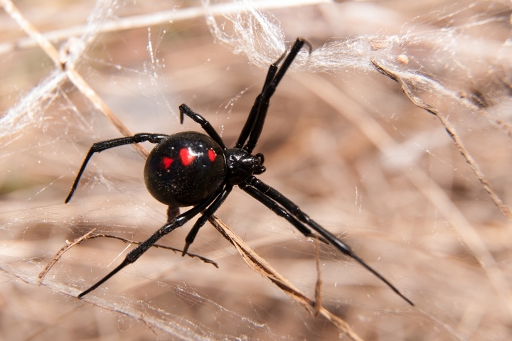 How to Prevent Spider Webs Outside a House